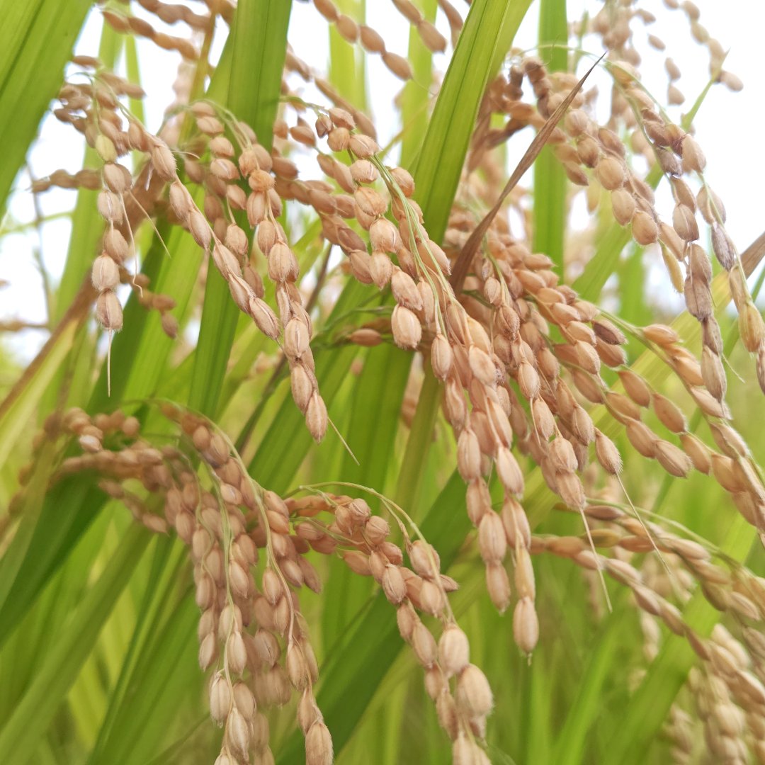 コメ市場 暴落警戒強まる